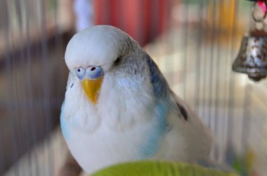 Tatlı beyaz bir papağanın fotoğrafı.