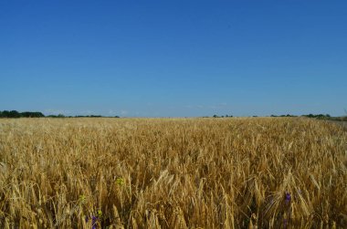 Yazın buğday tarlası