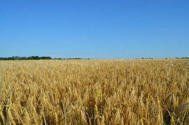 Yazın altın buğday tarlasının fotoğrafı