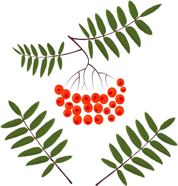 Ветка рябины с листьями. изолированное изображение на белом фоне — стоковый вектор