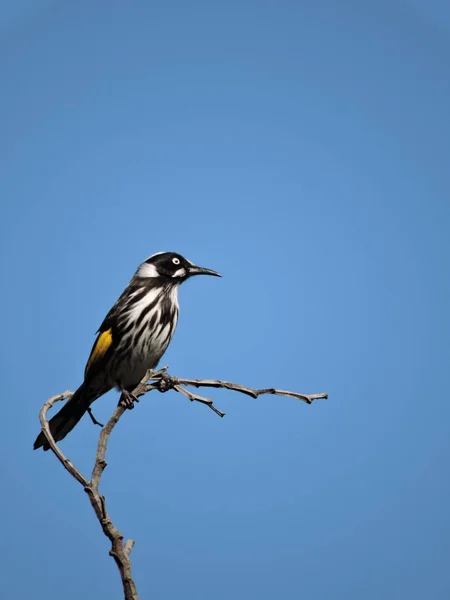 New Holland Honeyeater Empoleirado Filial — Fotografia de Stock