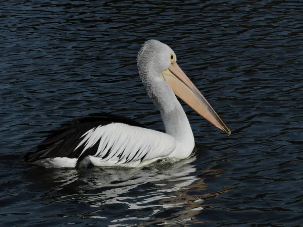 Australian Pelican swimming on dark river water