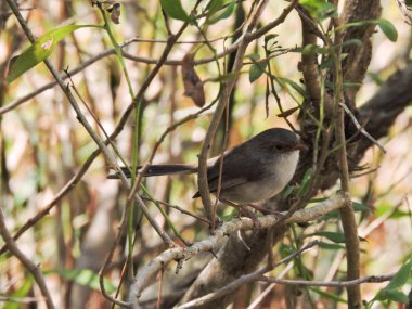 Etrafında bir asma karmaşası olan dal üzerine tünemiş muhteşem peri çit kuşu