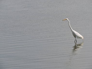 Nehirde duran büyük egret