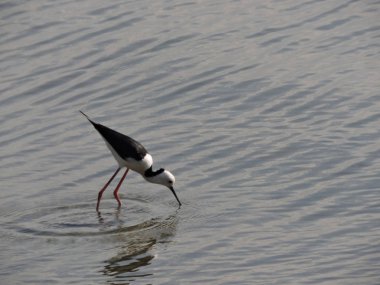 Suda gagası balık arayan siyah kanatlı ayaklı