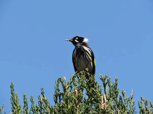 New Holland Honeyeater Perched Top Conifer Shrub — Stock Photo, Image