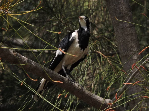 Female Magpie Lark Perched Branch Casuarina Tree — Stock Photo, Image