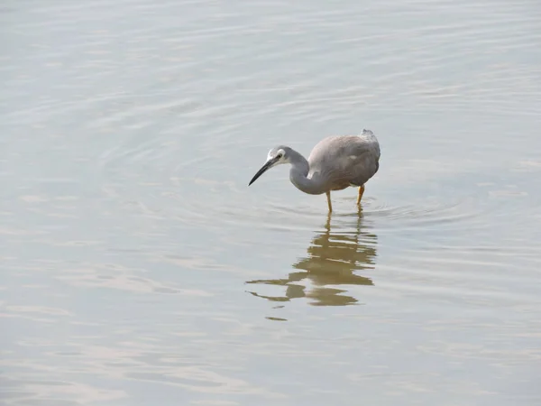 Garza Cara Blanca Agachada Sobre Agua Busca Presas — Foto de Stock