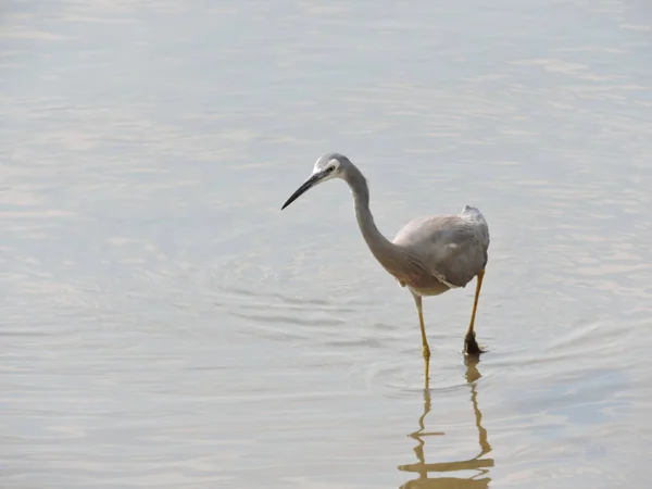 Garza Cara Blanca Vadeando Río Marea Baja Con Barro Pie — Foto de Stock