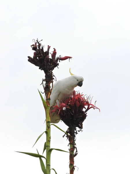 Sulphur Crested Cockatoo Perched Top Gymea Lily — Stock Photo, Image