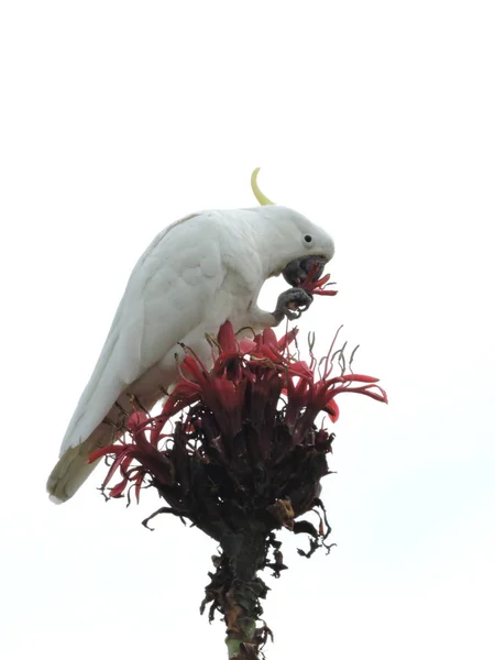 Sulphur Crested Cockatoo Nibbling Gymea Lily Flower Its Claw — Stock Photo, Image