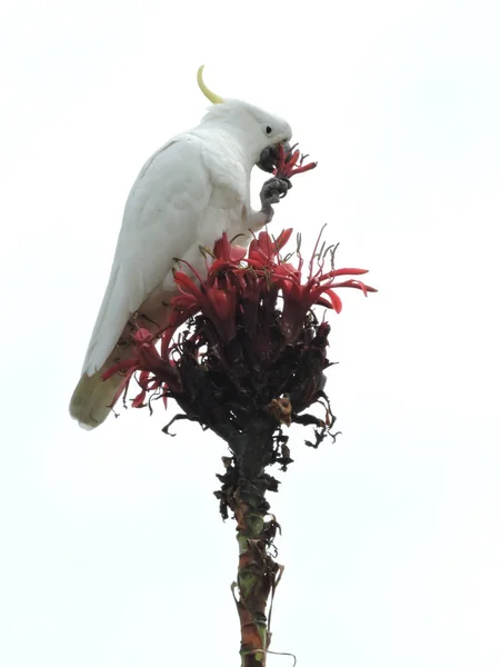 Sulphur Crested Cockatoo Nibbling Gymea Lily Flower Its Claw — Stock Photo, Image