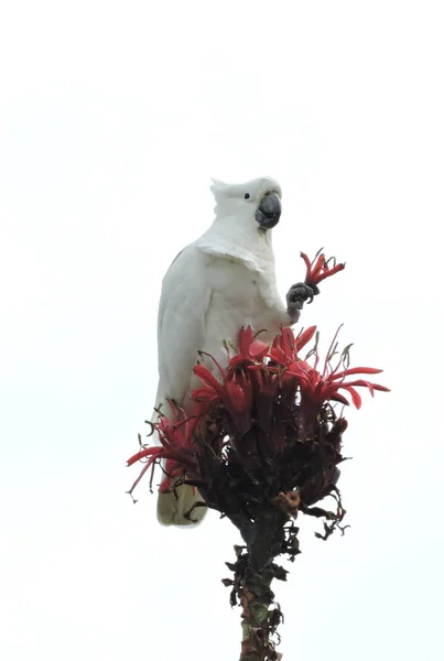 Sulphur Crested Cockatoo Holding Gymea Lily Flower Its Claw — Stock Photo, Image