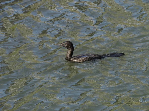 Kleiner Schwarzkormoran Schwimmt Fluss — Stockfoto