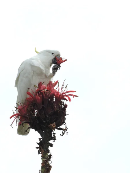 Sulphur Crested Cockatoo Nibbling Gymea Lily Flower Grasped Its Claw — Stock Photo, Image