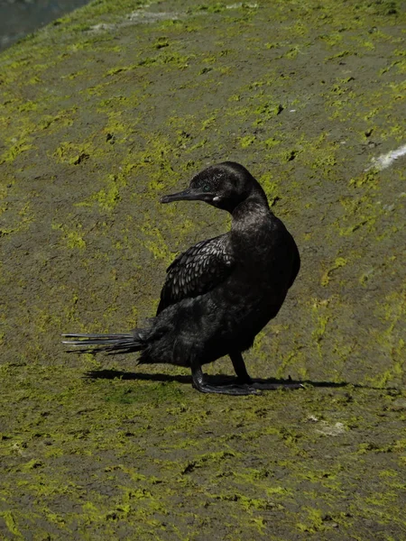 Little Black Cormorant Standing Large Rock — Stock Photo, Image