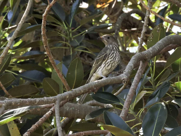 Female Australasian Figbird Perched Figtree — Stock Photo, Image