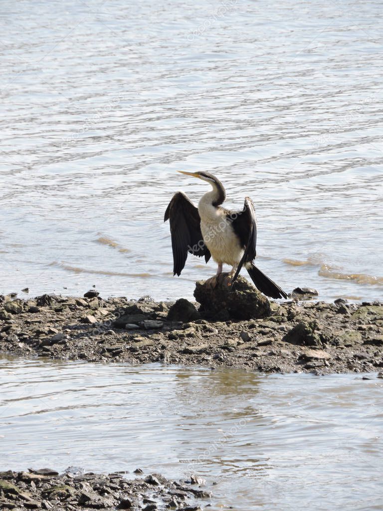 Female australasian darter drying its wings on rocky shore of river