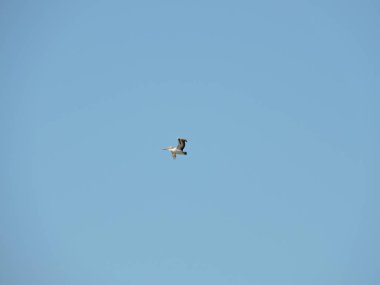 Avustralya pelikan mavi gökyüzü arka plan karşı uçan