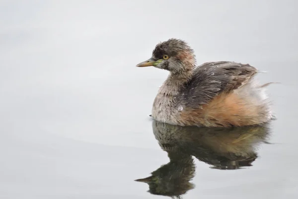 Australasientaucher Nicht Brütenden Gefieder Schwimmt Mit Spiegelung — Stockfoto