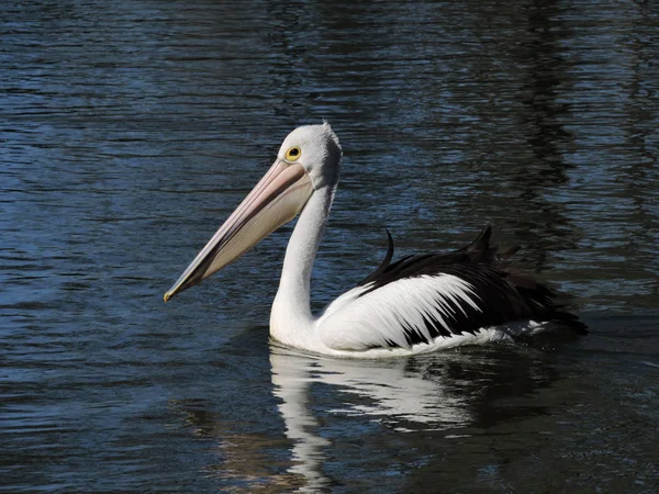 Australischer Pelikan Schwimmt Auf Fluss — Stockfoto