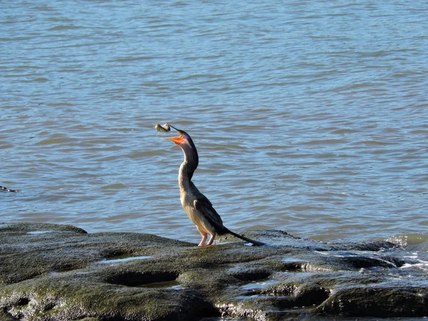 Hembra Australasia Darter Lanzando Peces Aire Punto Tragarlo — Foto de Stock