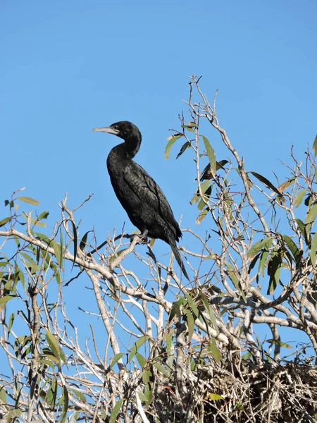 Pequeno Corvo Marinho Preto Empoleirado Ramo Com Fundo Azul Céu — Fotografia de Stock