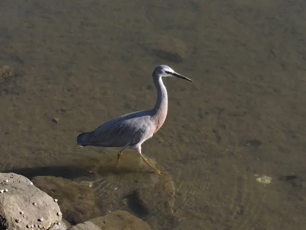 Héron Face Blanche Pataugeant Dans Rivière Marée Basse — Photo