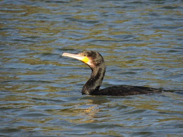 Grande Corvo Marinho Nadando Rio — Fotografia de Stock