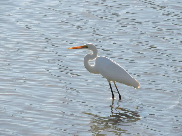 Grande Aigrette Avec Cou Courbé Dans Rivière — Photo