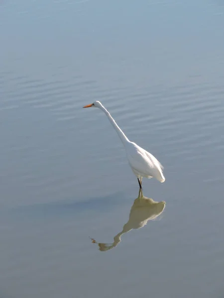 Grande Aigrette Eau Peu Profonde Avec Ombre Réflexion — Photo