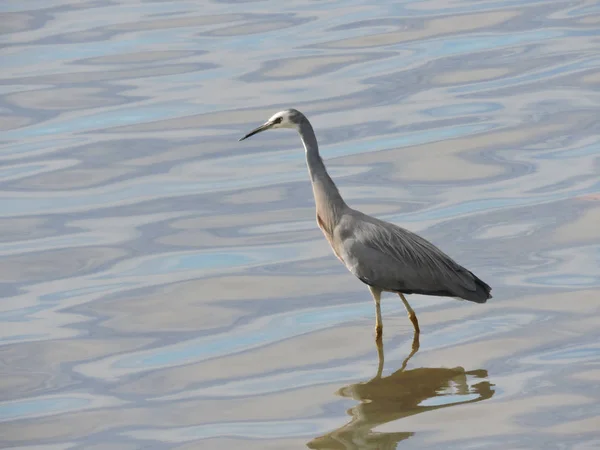 Héron Face Blanche Dans Eau Réfléchissante — Photo