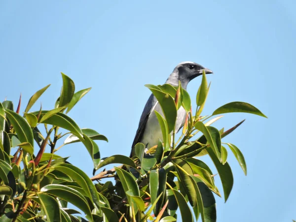 Black Faced Cuckoo Shrike Perched Top Fig Tree — Stock Photo, Image