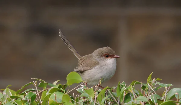 Kobieta Superb Fairy Wren Szczycie Żywopłotu Niewyraźne Tło Cegły — Zdjęcie stockowe