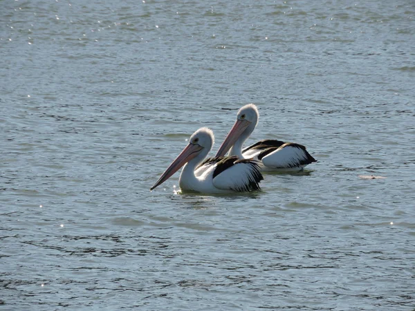 Par Pelicanos Australianos Nadando Juntos Rio — Fotografia de Stock