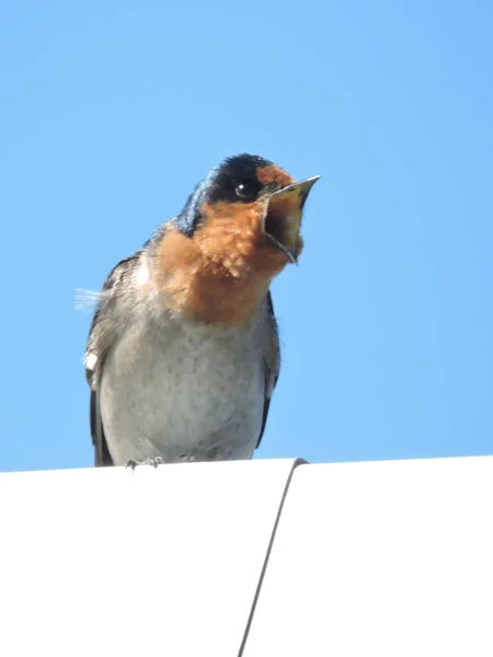 Welcome swallow on metal roof screeching with mouth wide open