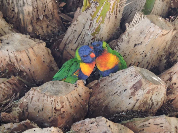 Pair Rainbow Lorikeet Palm Tree One Bird Grooming Another — Stock Photo, Image