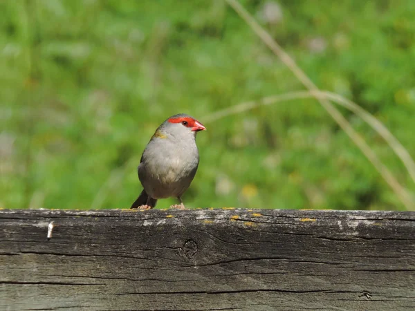 Finch Beralis Merah Pada Pagar Horisontal Kayu Dengan Latar Belakang — Stok Foto