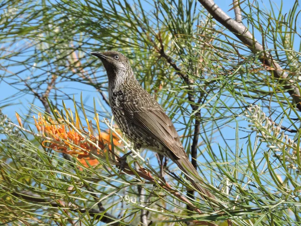 Mały Waterbird Pobliżu Pomarańczowego Kwiatu Grevillea Gotowy Karmienia — Zdjęcie stockowe