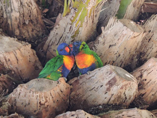 Pareja Lori Arco Iris Palmera Con Pájaro Acicalando Otro — Foto de Stock