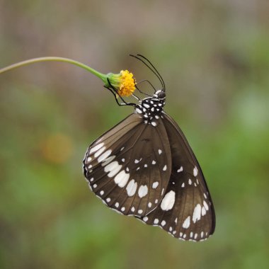 Bidens pilosa çiçeğiyle beslenen karga kelebeği