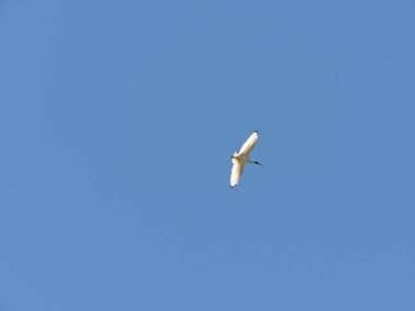 Avustralya beyaz aynak mavi gökyüzü arka plan karşı yarı saydam kanatları ile uçuş