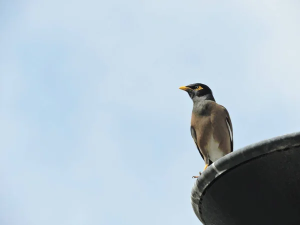 Wspólne Myna Wznosi Stanowisku Lampy — Zdjęcie stockowe