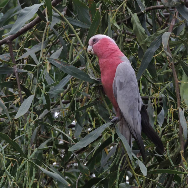 Pink Grey Galah Tree Feed Legumes — Stock Photo, Image