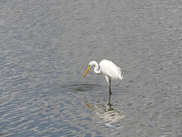 물고기를 훌륭한 Egret — 스톡 사진