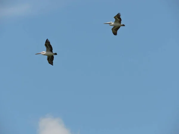 Пара Австралийских Пеликанов Полете Против Голубого Неба — стоковое фото