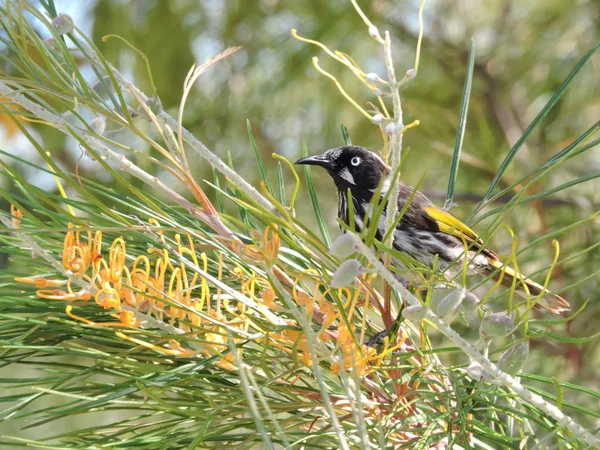 New Holland Honeyeater Drzewie Grevillea — Zdjęcie stockowe