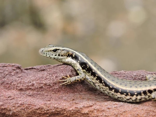 Lizard Eastern Water Skink Sunning Itself Reddish Rock — Stock Photo, Image