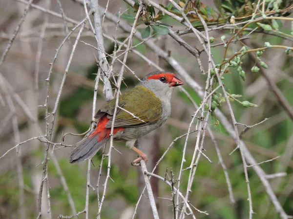 Czerwonoczerwony Finch Gałęzi Otoczonej Cierniakiem Liści Dziobie — Zdjęcie stockowe