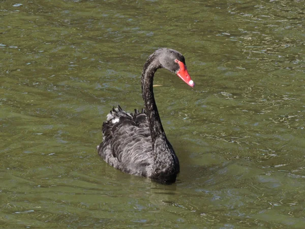 Cisne Negro Nadando Agua — Foto de Stock